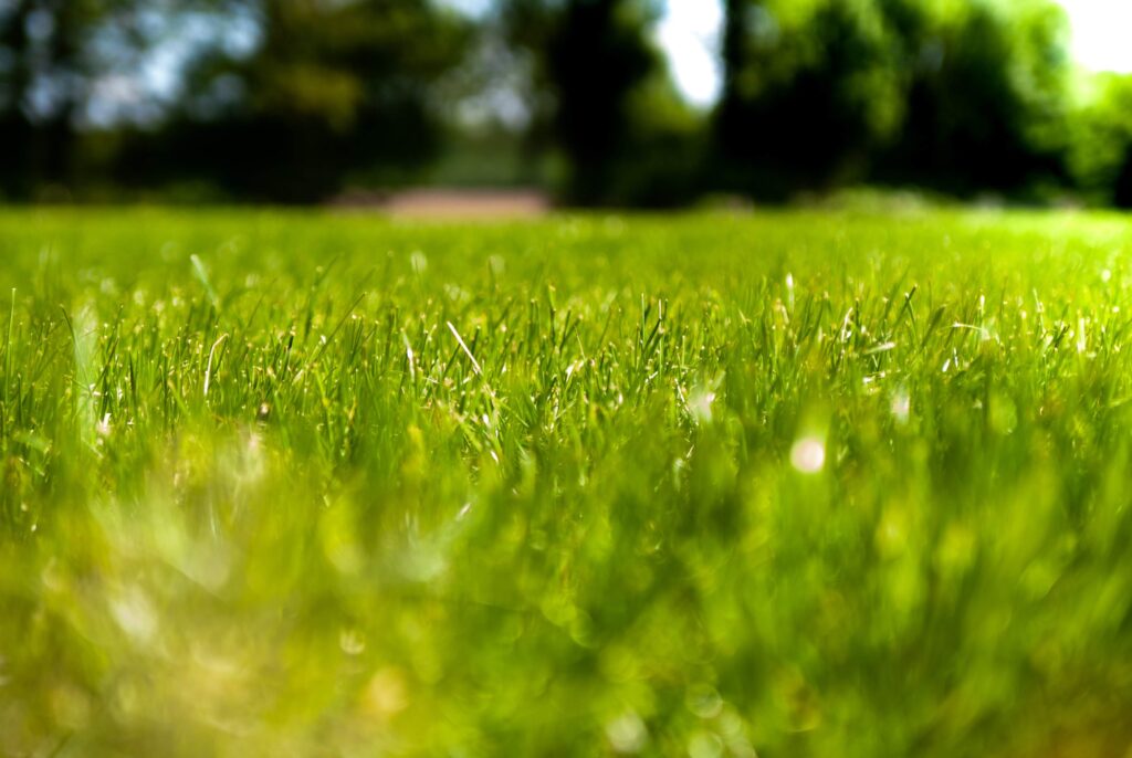 pickleball on grass